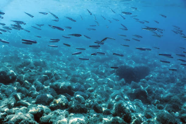 istock Fish School Underwater. Fishes underwater background. 1166458247