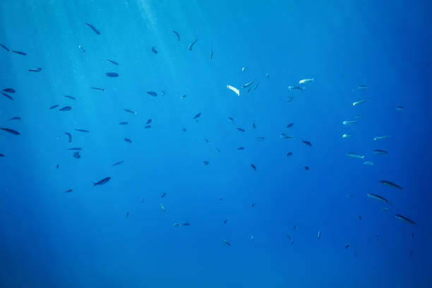 istock Fish School Underwater. Fishes underwater background. 1166458262