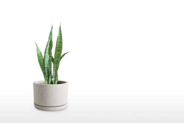 Beautiful sansevieria plant in pot on white table stock photo