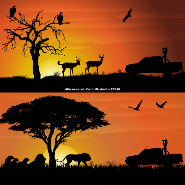 Two african landscapes at sunset, with a girl with binoculars, impalas, lions and birds Two african landscapes at sunset, with a girl with binoculars, impalas, lions and birds. Vector illustration EPS 10 vulture stock illustrations