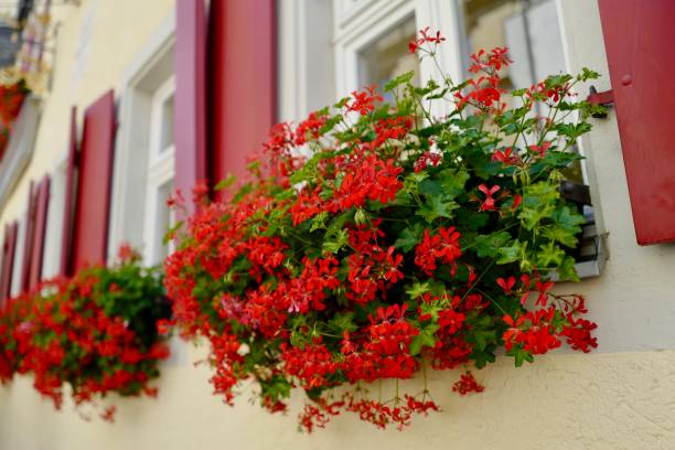 istock Rothenburg, Germany 1166461652