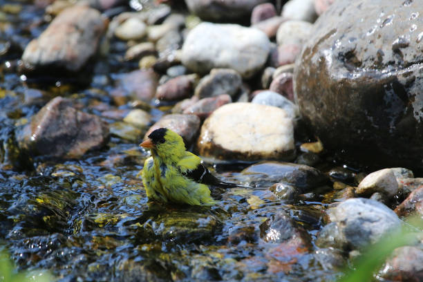 A Goldfinch takes a bath in a stream n a sweltering hot day.  Birds can't hide in an air conditioned room when it gets very hot and so they hide in trees and cool down in streams.
