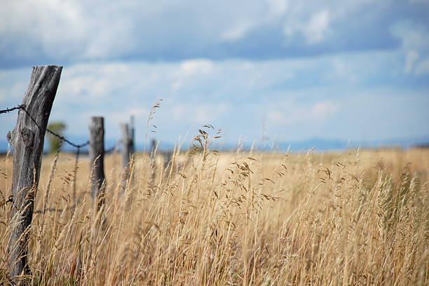 잔디 필드에 울타리 판매후 - composition selective focus wheat field 뉴스 사진 이미지