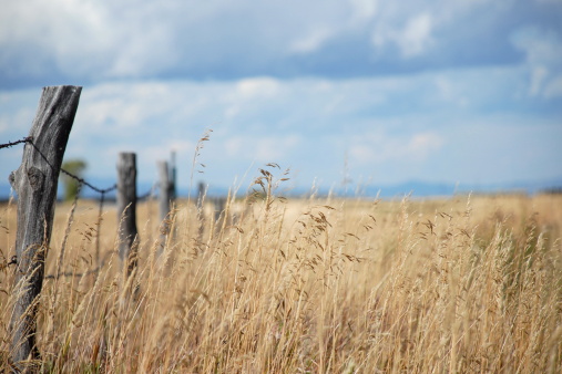 Grass field with a disappearing fenceline emphasized by a shallow DOF.  Good copyspace.