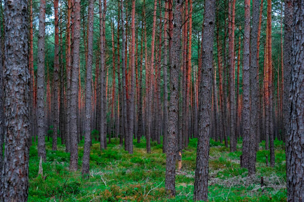 istock The wide German forrest II 1166466047
