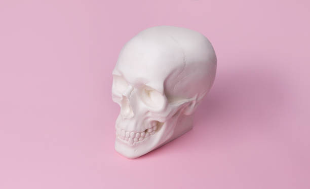 istock Skull in on pastel pink background. 1166466309