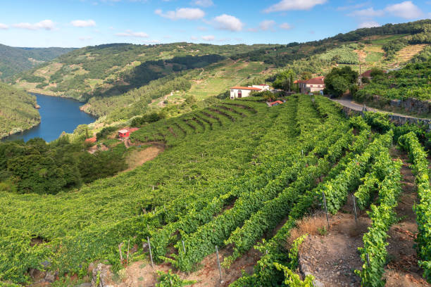 wijngaarden langs de minho-rivier, ribeira sacra in de provincie lugo, spanje - meander stockfoto's en -beelden