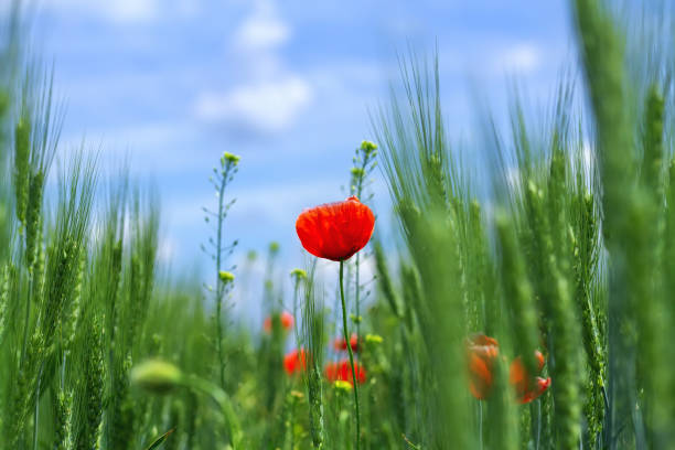 istock bright day red poppies close-up 1166468401