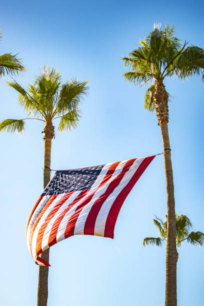 American flag waves between palm trees in San Pedro, CA during July 4th festivities American flag waves between palm trees in San Pedro, CA during July 4th festivities san pedro los angeles photos stock pictures, royalty-free photos & images