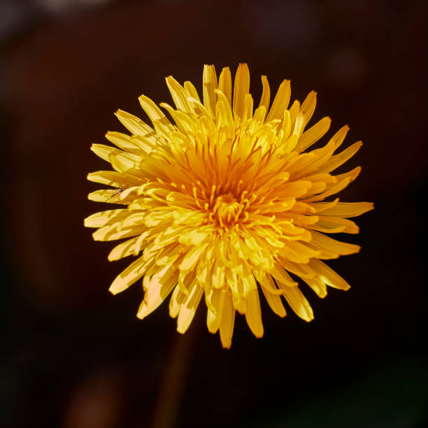 Dandelion (Taraxacum officinale) flower stock photo