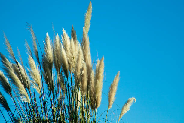 コルタデリア・セロアナ、澄んだ空の背景。 - autumn blue botany clear sky ストックフォトと画像