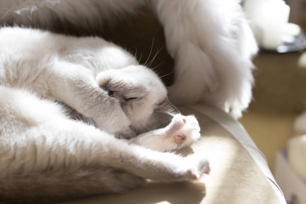 istock Sleeping white cat. Sleepy British shorthair cat 1166468971