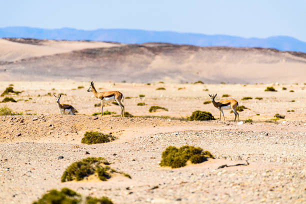 istock Springbok on the African savannah through severe heat haze shimmer, Namibia. 1166469644