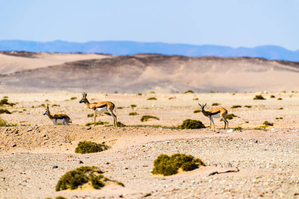 istock Springbok on the African savannah through severe heat haze shimmer, Namibia. 1166469849