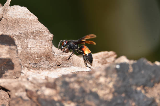 istock Brownish black wasps, wings stretched dark brown 1166469871