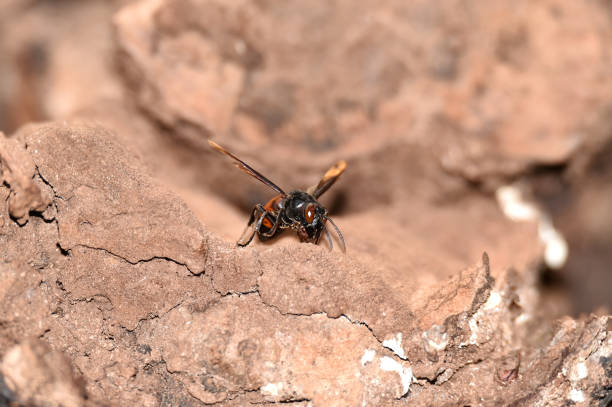 istock Brownish black wasps, wings stretched dark brown 1166469878