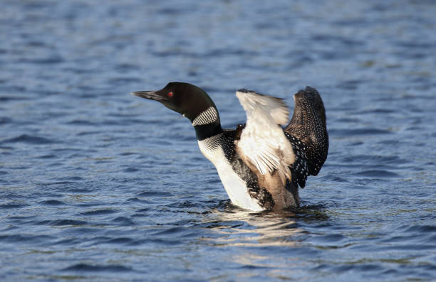 istock loon in a lake during summer 1166469886