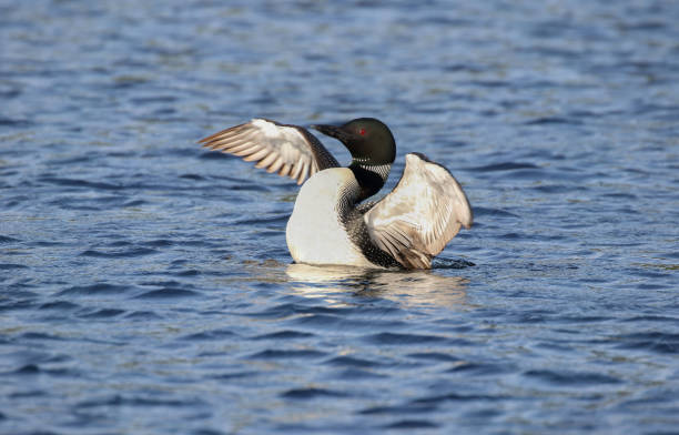 istock loon opening is wings in nature 1166469894