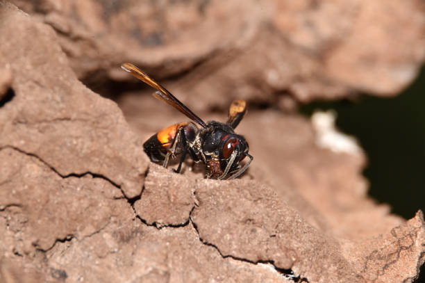 istock Brownish black wasps, wings stretched dark brown 1166469910