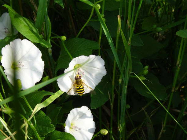 hoverfly sur la fleur blanche d'une herbe à l'herbe de haie - hoverfly nature white yellow photos et images de collection