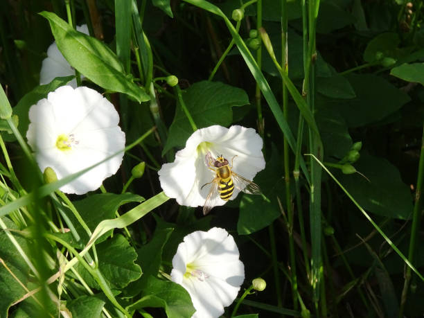 hoverfly auf der weißen blume einer hecke bindweed - hoverfly nature white yellow stock-fotos und bilder