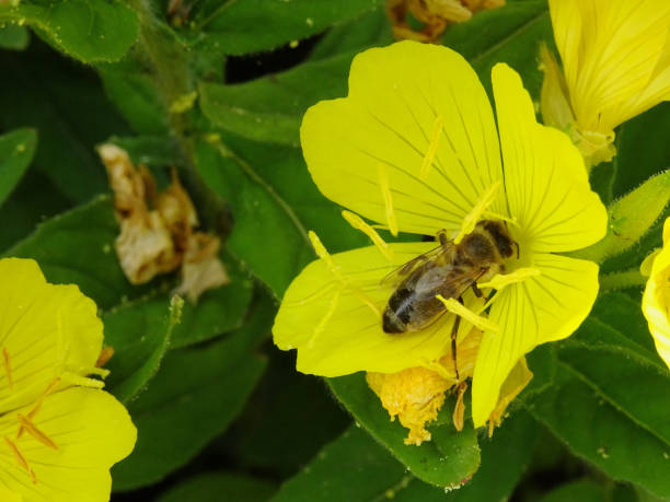 istock Honeybee flying inside a yellow flower, evening primrose (Oenothera biennis) 1166470853