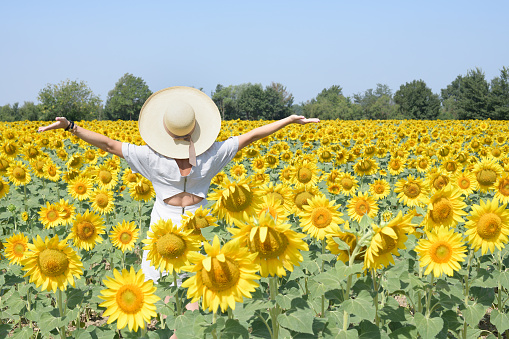 Back view of a woman with a hat and open arms in a sunflower in summer with copy space on the right