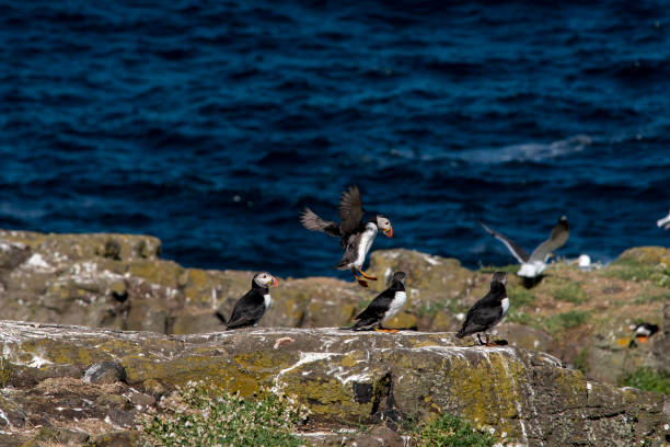 flock de macareux se détendent sur la belle falaise - may photos et images de collection