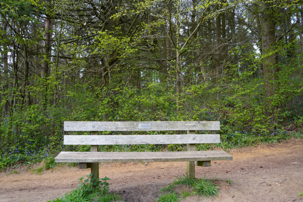 istock Wooden park bench in woodland 1166471810