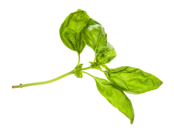 istock wewt twig of fresh green basil herb isolated 1166471971