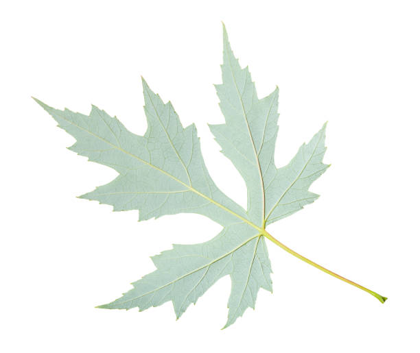 istock back side of natural leaf of Silver Maple isolated 1166472848