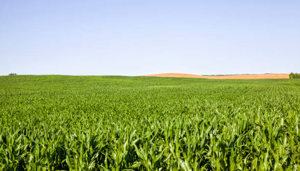 istock agricultural landscape with rows of green corn 1166472938