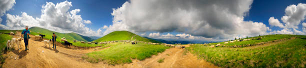 Ukraine, Yasinya, June 20, 2019: All summer mountain shepherds graze a huge flock of sheep in the Carpathians on Mount Svydovets on alpine pastures with the help of dogs