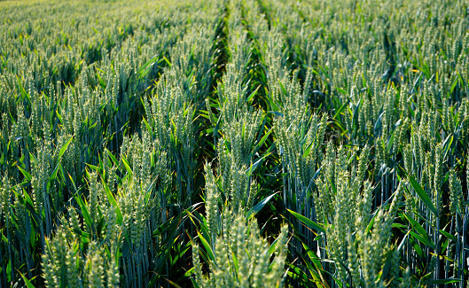 Field of wheat ripens against blue sky in summer medium shot selective focus