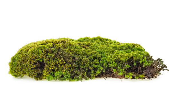 istock Green forest moss isolated on white background, closeup. 1166474025