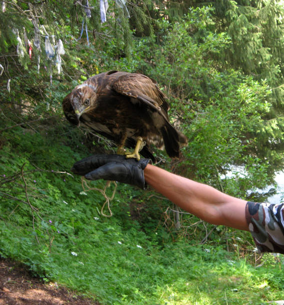 istock A falcon bird sits on a gloved hand. Falconry. Summer, forest 1166474065