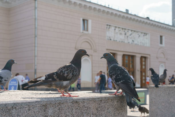 istock Pigeon in the summer city 1166474091