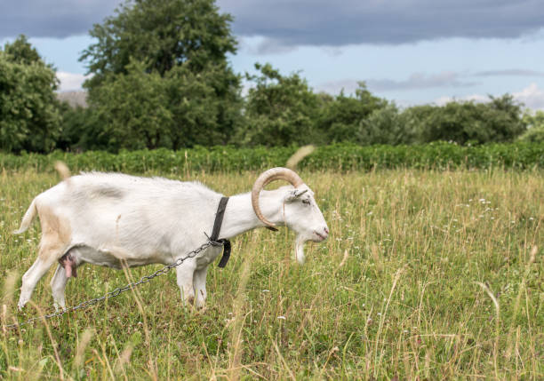 istock White goat grazing in the field on a summer day 1166474097