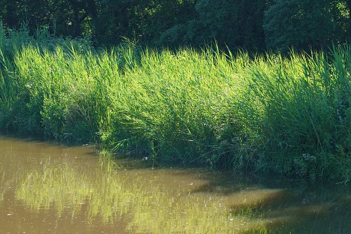 Breathtaking soft landscape in summer in French Nouvelle-Aquitaine. Natural pattern of green lush foliage and reflections in river Boudigau. Photo for greeting card design, poster, postcard template.