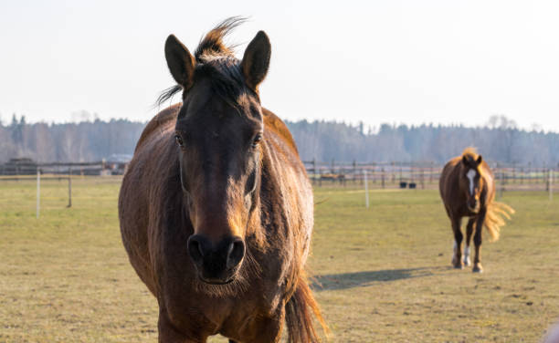 istock One bay horse came close and looked into the camera 1166474149