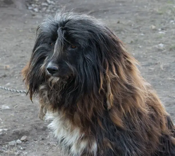 Photo of Good domestic Bearded Collie dog sits and carefully looks into the distance.