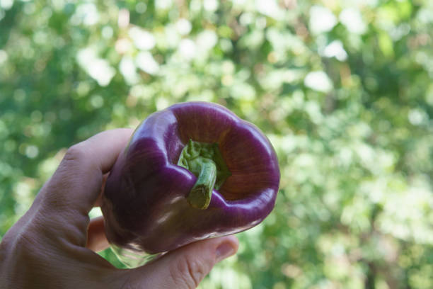 Purple sweet pepper