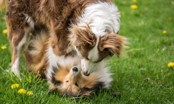 istock Two beautiful collie dogs are played on green grass. 1166474210