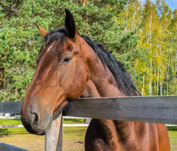 istock Head of a bay horse close up. 1166474214