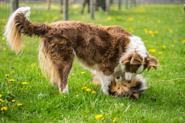 istock Two beautiful collie dogs are played on green grass. 1166474279