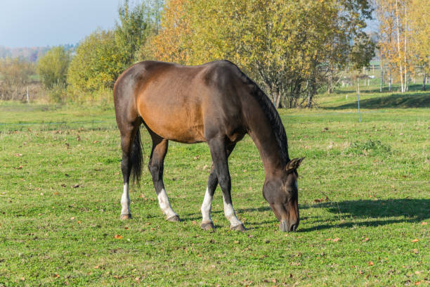 un caballo pastando en el prado. un hermoso caballo de la bahía. - hackney fotografías e imágenes de stock