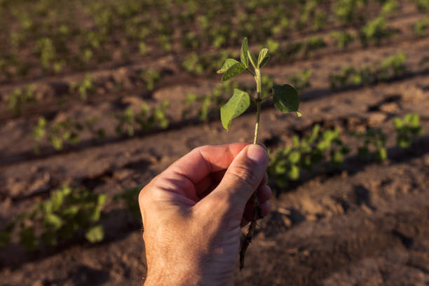 istock Farm worker controlling soybean plant growth in field 1166474510