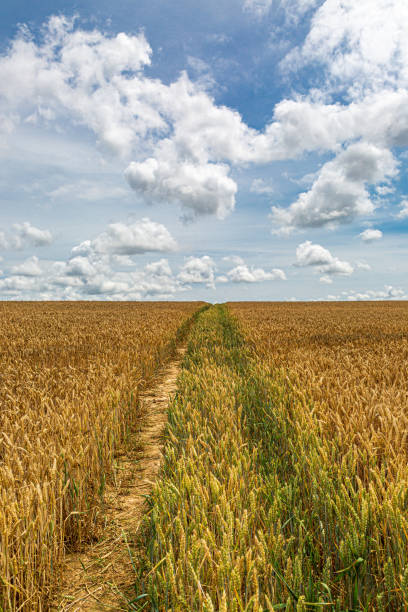 istock A Field of Cereal Crops 1166474761