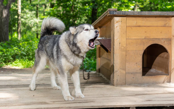 Fluffy dog Alaskan Malamute barks and guards its Doghouse