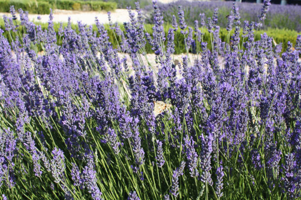 istock Blooming lavender in the field. Lavender flowers. 1166475420